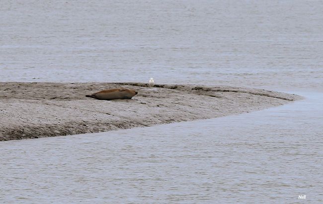 Phoques de la Baie de Sallenelles,veaux de mer. Sallenelles 14 (07/2017).