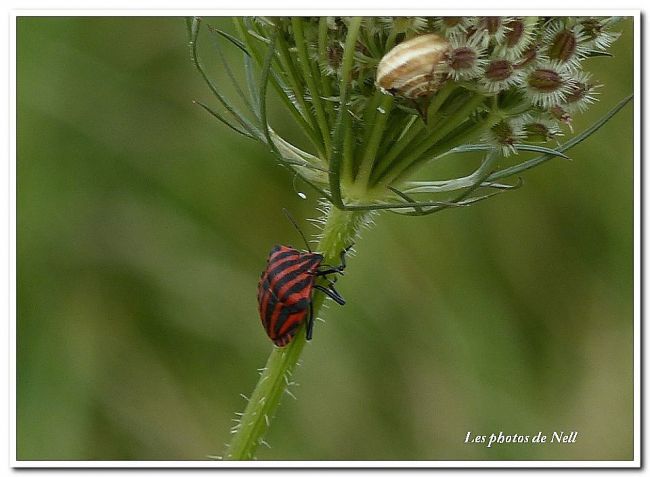 Pentatome rayé.Graphosoma lineatum (Ver/Mer 14)