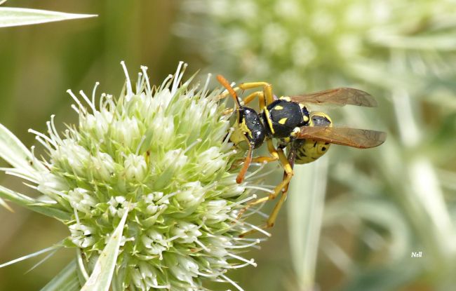 Polistes dominula, Hyménoptère famille des Vespidae. Ouistreham 14