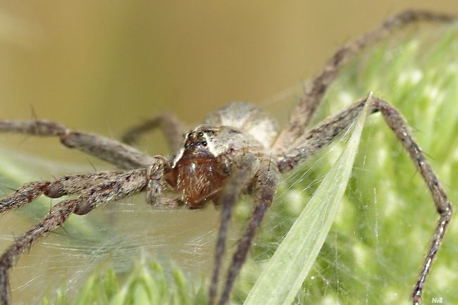 Pisaura mirabilis