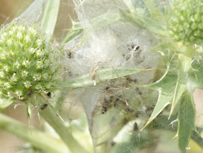 Pisaura mirabilis. Pouponnière.