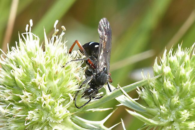 Episyron rufipes.