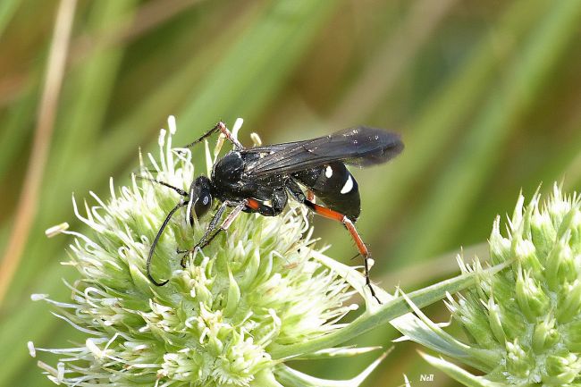 Episyron rufipes.