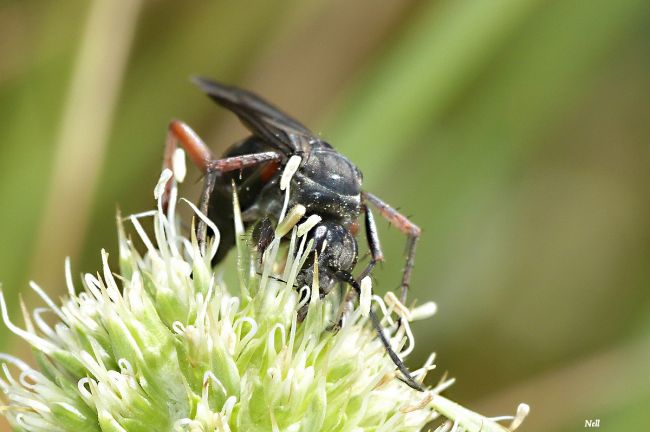 Episyron rufipes.