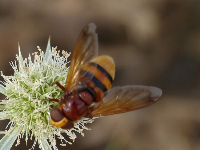 Volucella zonaria sur fleur de chardon bleu des dunes. Graye sur Mer 14.