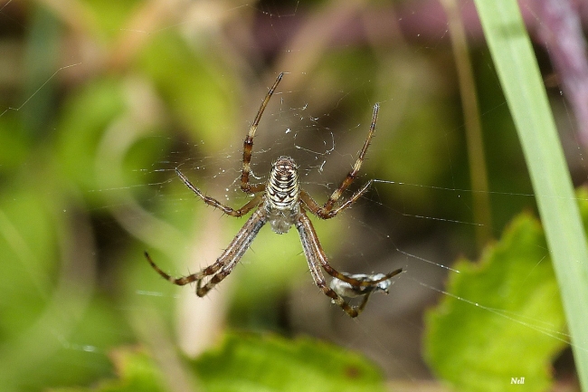 Argiope bruennichi, épeire frelon ou épeire fasciée mâle. Ver sur mer 14.