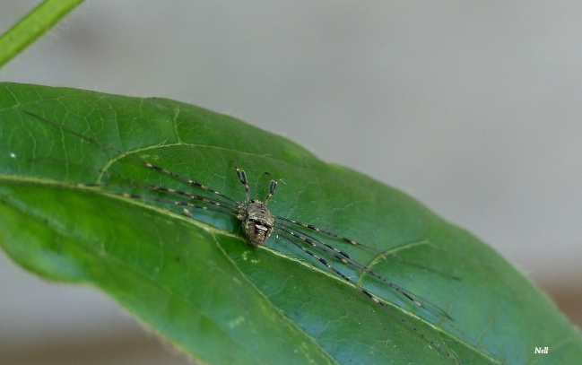 Dicranopalpus ramosus. Opiliones, Arachnides. Phalangiidae