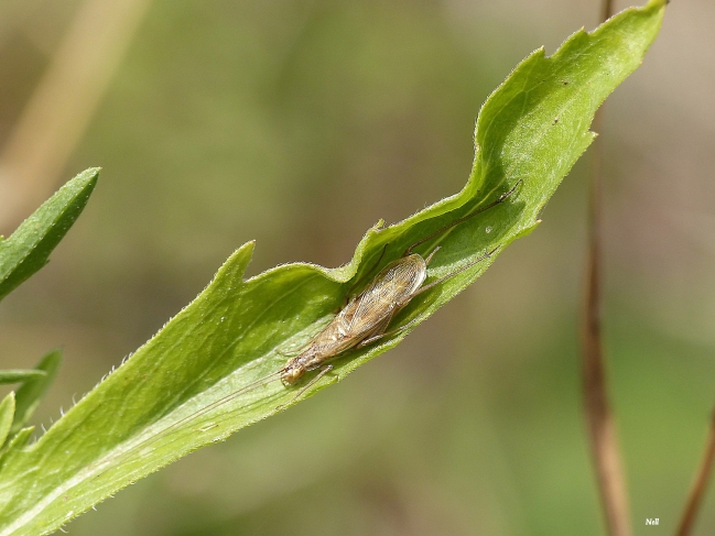 Oecanthus pellucens pellucens