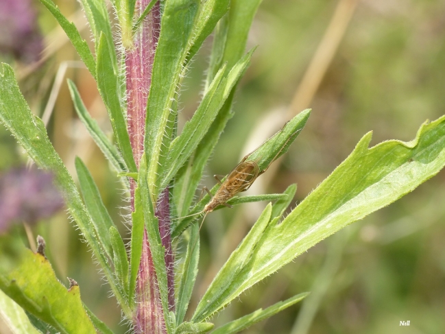 Oecanthus pellucens pellucens