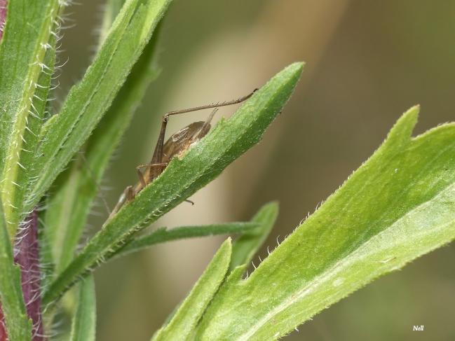 Oecanthus pellucens pellucens