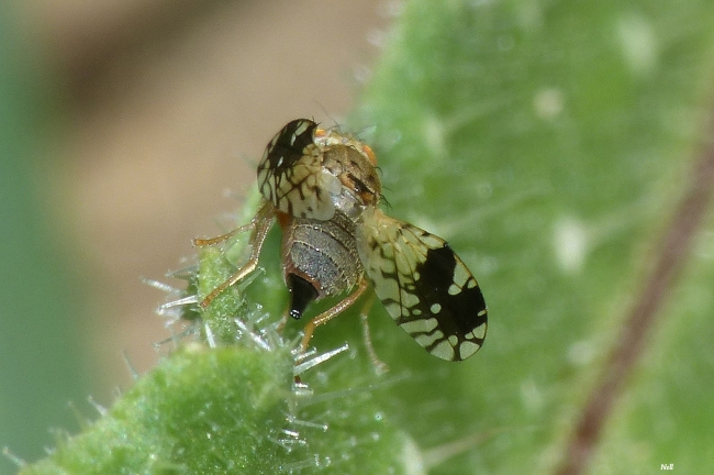 Tephritis neesii femelle.Diptères famille Tephritidae.  (Ver sur Mer 14)