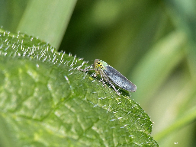 La Cicadelle verte forme mâle.