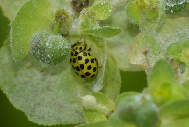 Psyllobora vigintiduopunctata coccilelle à 22 points