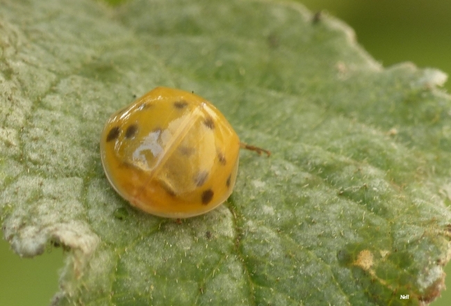 coccinelle asiatique jaune à points noirs.