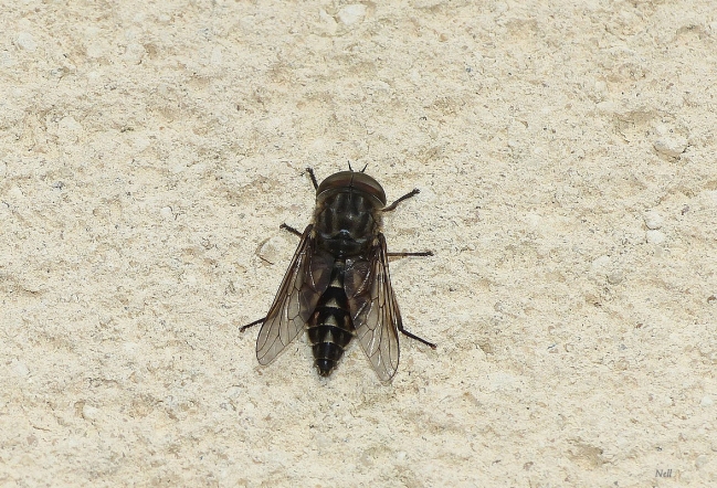 Tabanus autumnalis male .