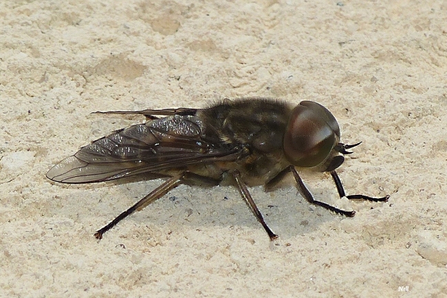 Tabanus autumnalis male .