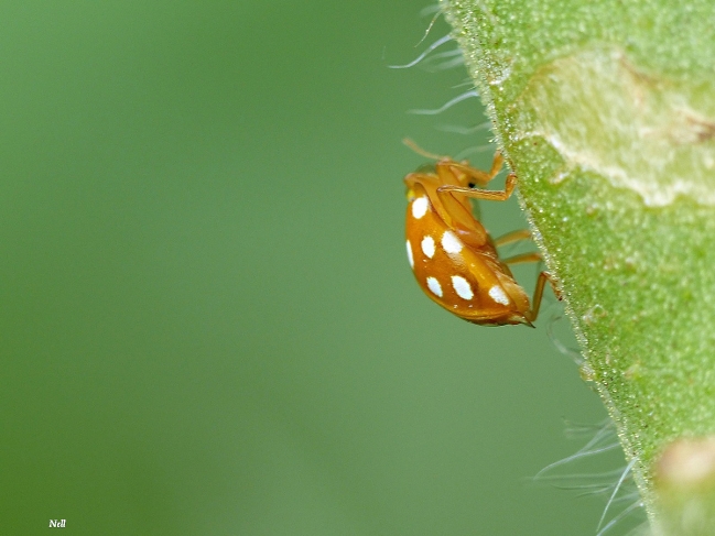 Halyzia sedecimguttata.