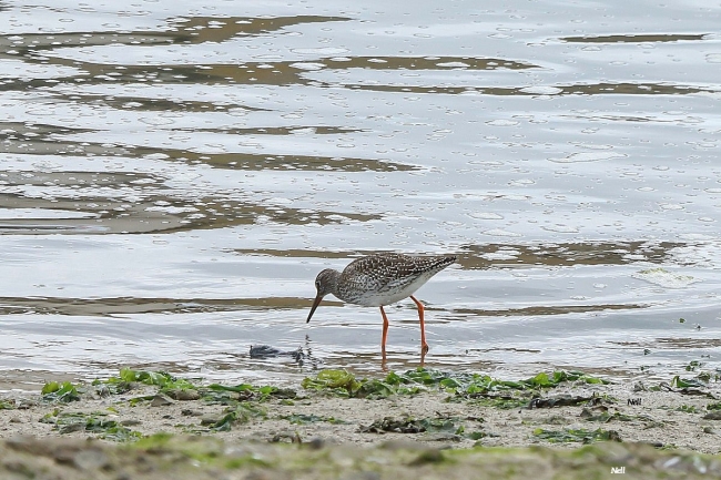 Le Chevalier gambette juvénile. Courseulles sur mer.