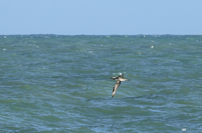 Fou de Bassan  immature 2è été. Ver/Mer 14 (octobre 2017).