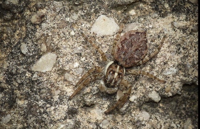 Menemerus semilimbatus Rochefort du Gard (30)