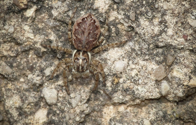 Menemerus semilimbatus. Rochefort du Gard (30)