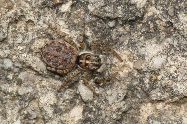 Menemerus semilimbatus. Rochefort du Gard (30)