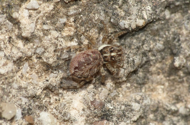 Menemerus semilimbatus. Rochefort du Gard (30)