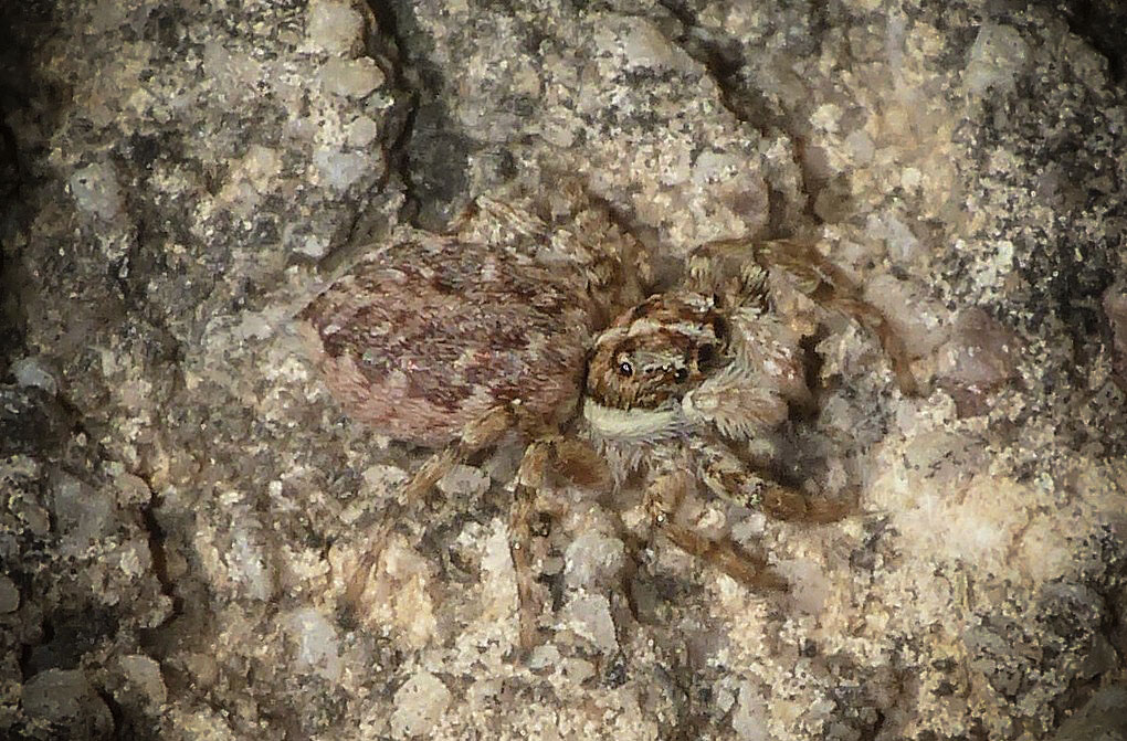 Menemerus semilimbatus. Rochefort du Gard (30)