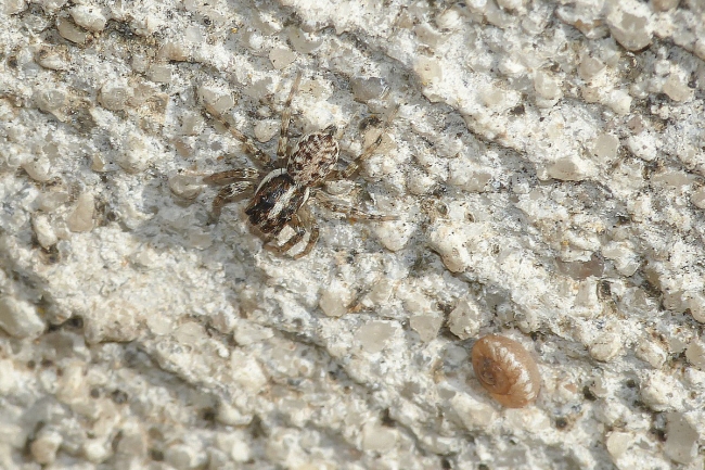 Menemerus semilimbatus. Rochefort du Gard (30)