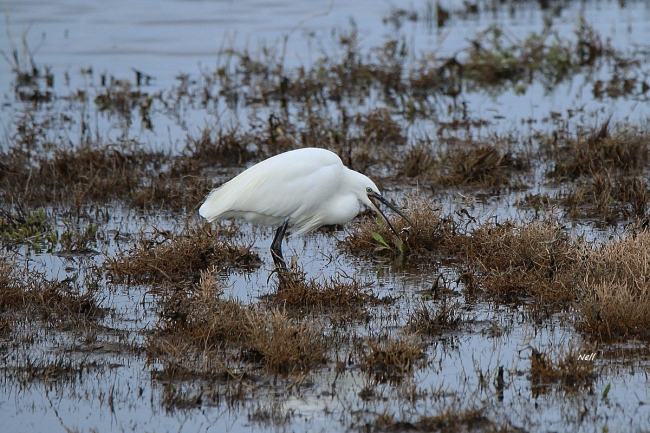 Aigrette garzette. Marais de Sallenelles 14. (05/12/2017).