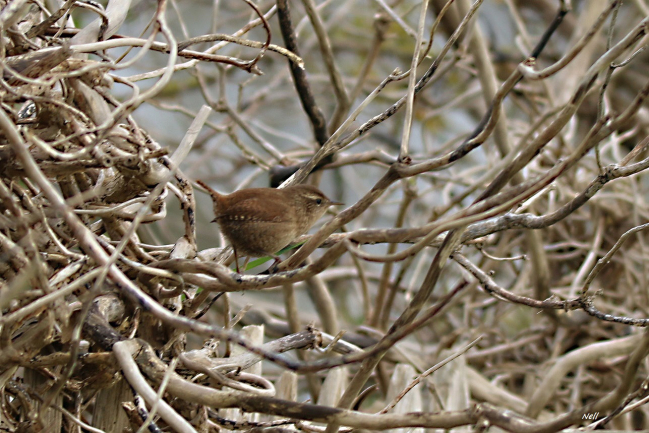 Troglodyte mignon. Marais de Sallenelles 14 (12/2017).