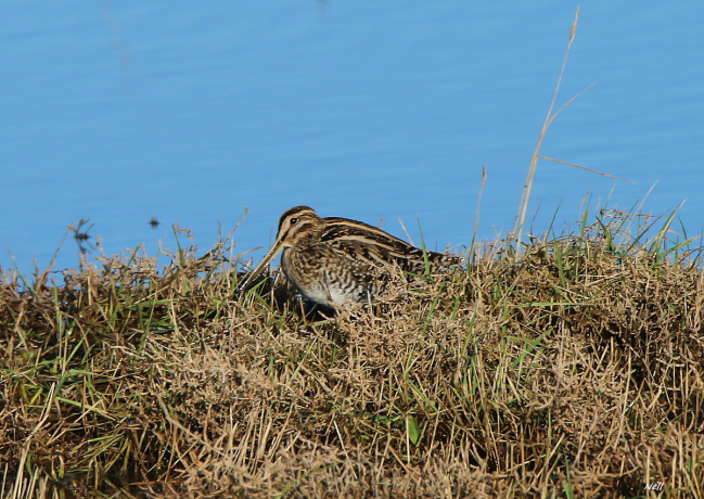 Bécassine des marais : Gallinago gallinago.