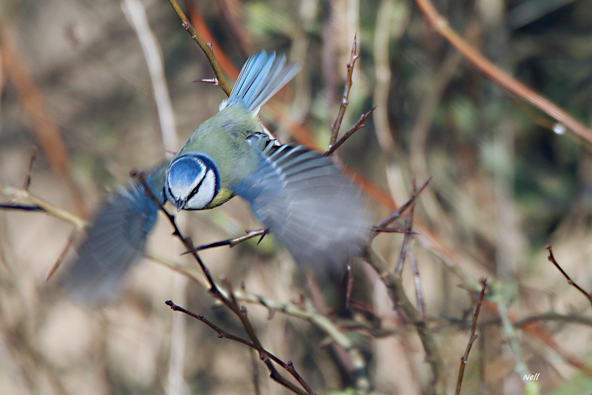 Mésange bleue, vallée de l'Orne 14 (18/12/2017).