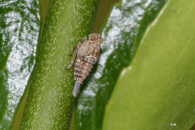 larve d'Issus sp (5/6 mm), mon jardin, Ver/Mer 14