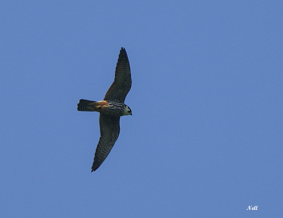 Faucon hobereau (Falco subbuteo) un Falconidae. Vallée de la Seulles 14.