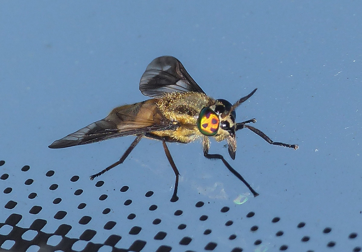 Chrysops viduatus. Diptère de la famille des Tabanidae. Banville 14 (07/2018).
