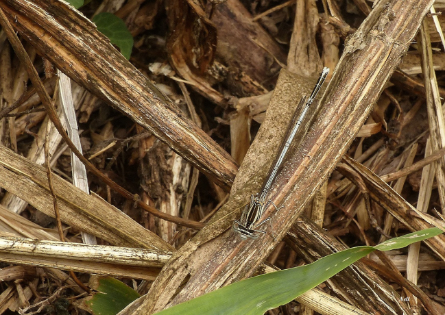 Platycnemis pennipes, un Agrion mâle préadulte de la famille des Platycnemidae.Banville 14 (07/2018).