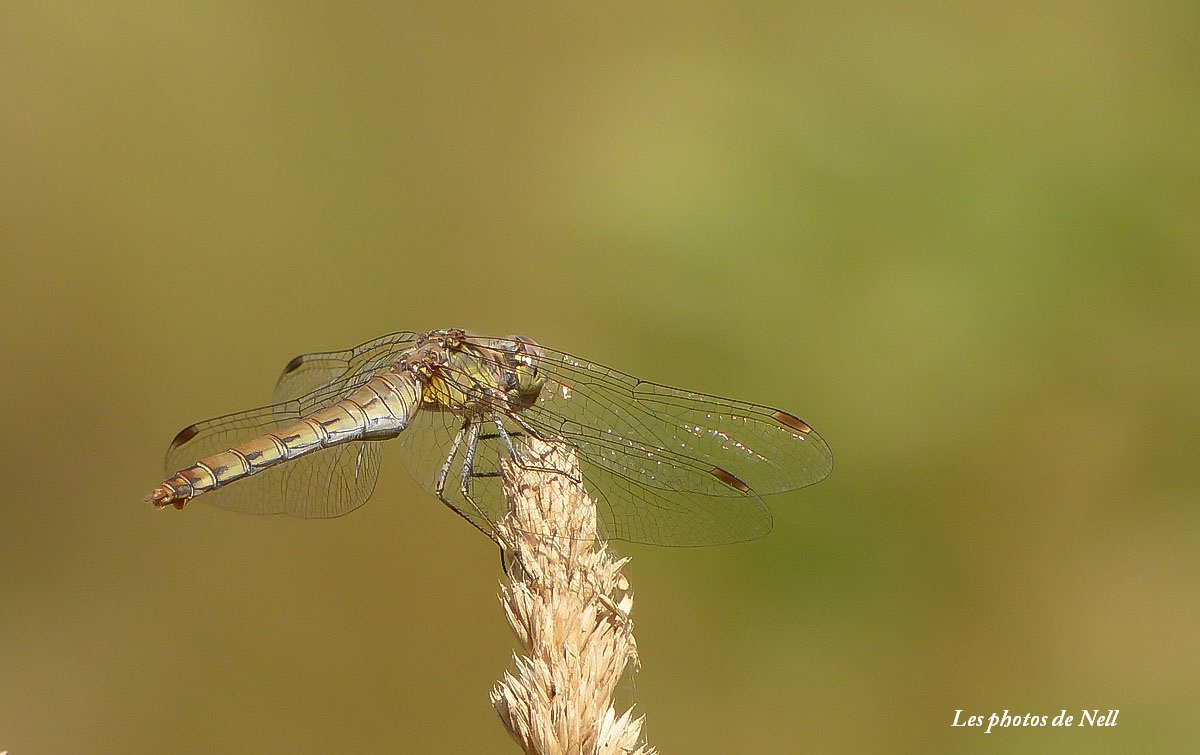 Libellule Sympetrum striolatum femelle