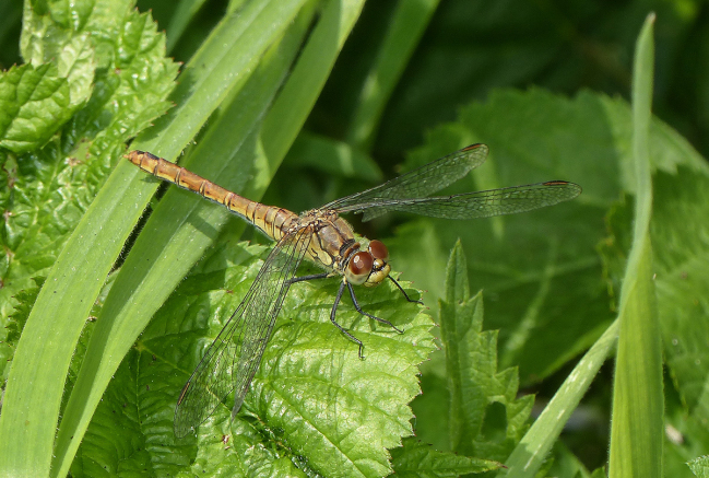 Libellule Sympetrum striolatum femelle