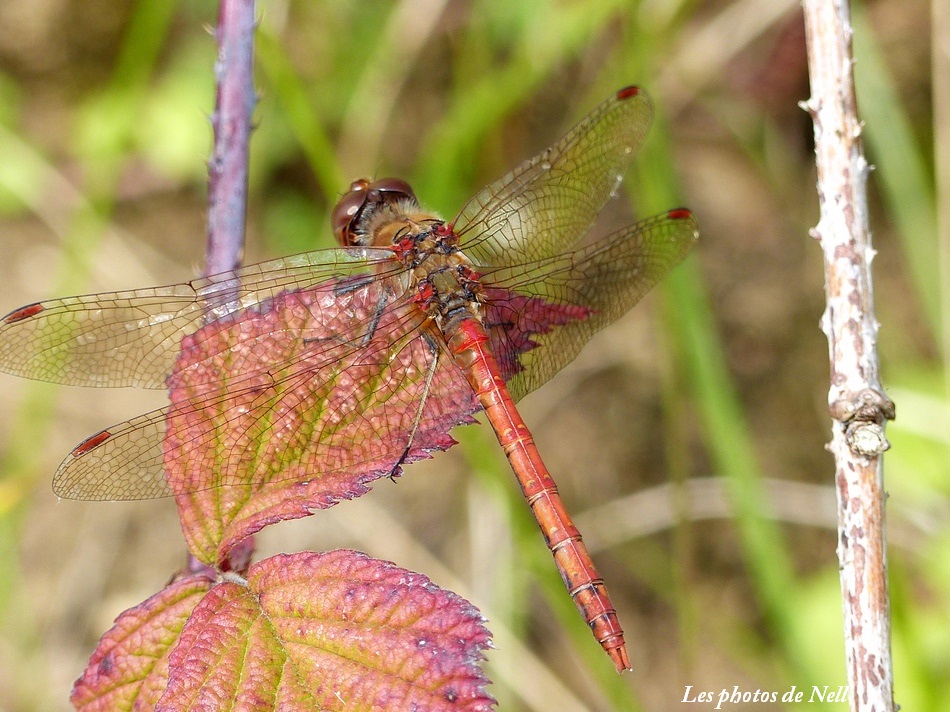 Libellule Sympetrum striolatum mâle.