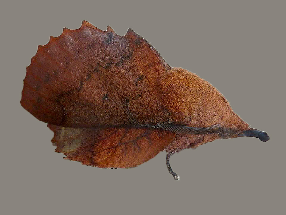 La feuille-morte du chêne. Famille des Lasiocampidae. photographié par Chantal Mars dans la Nièvre 58