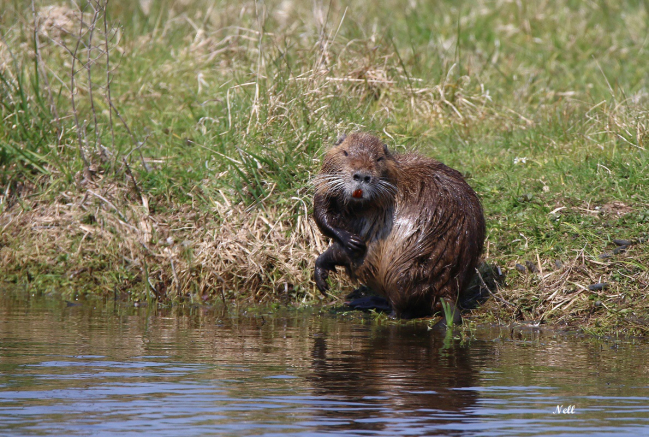 Ragondin, marais de la Baie des Véys 50 (04/2019).