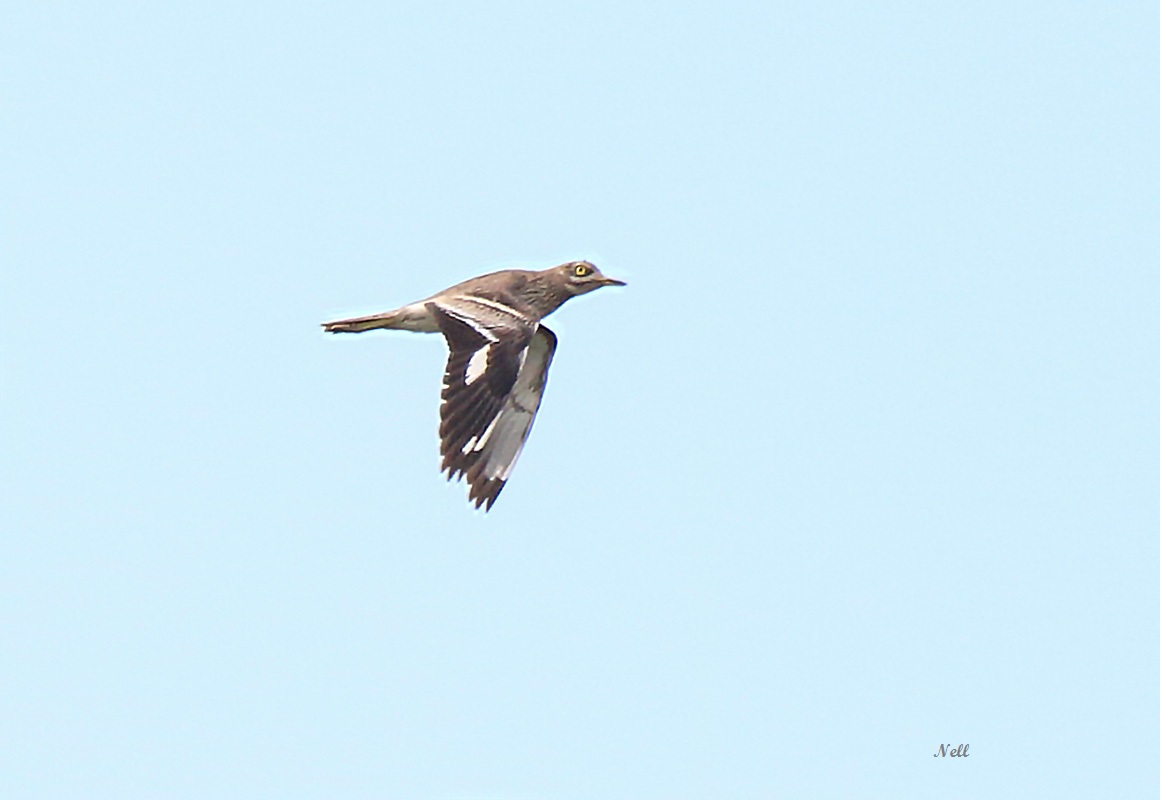 Oedicnème criard  un limicole de la famille des  Burhinidae. Ver sur Mer 14. (15/04/2019.)