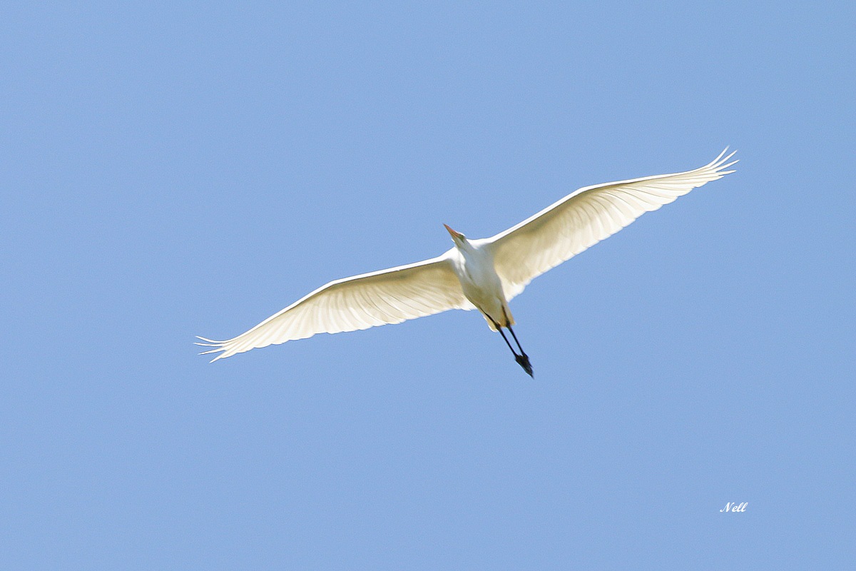 Grande aigrette, baie de Seine 76. (05/2019).