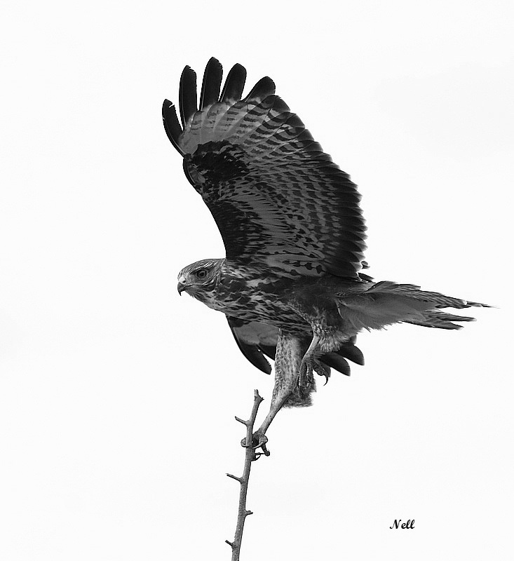 Buse variable (14/03/2019).