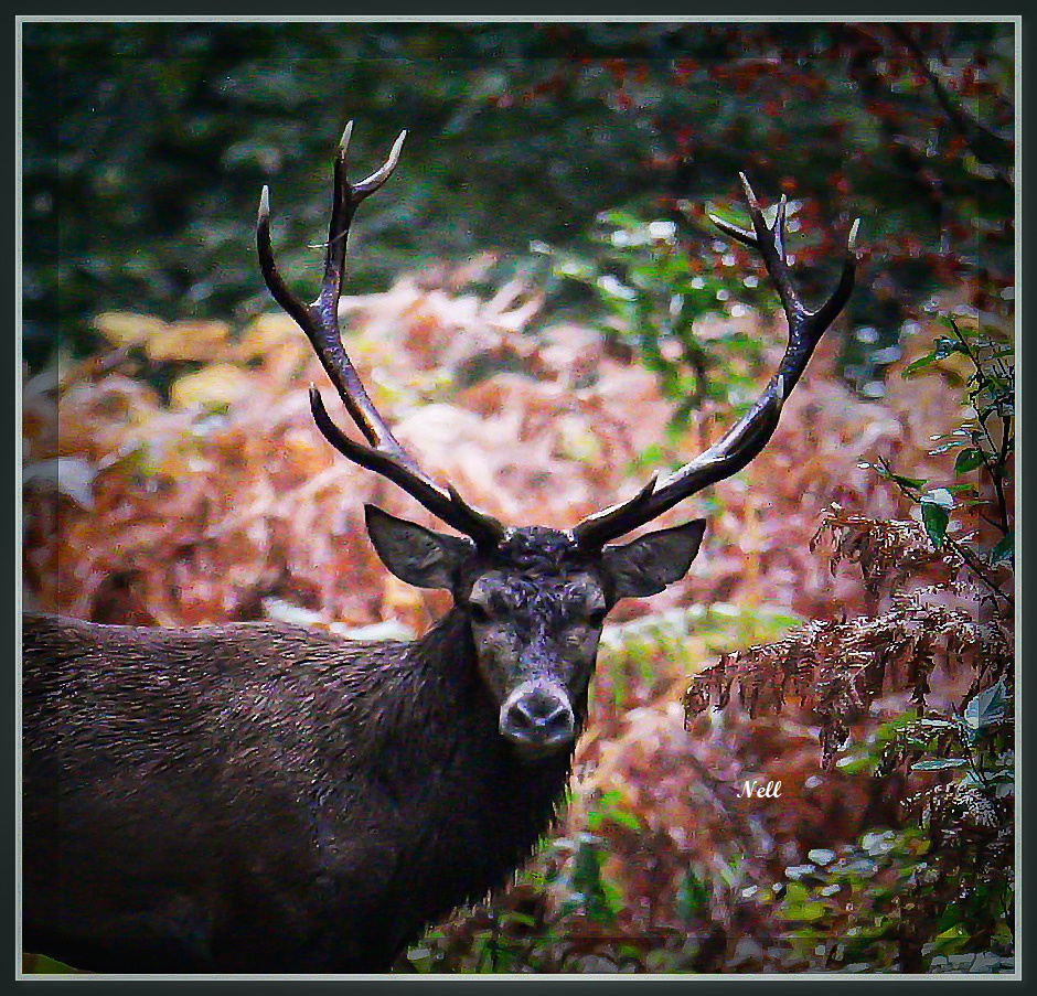 Portrait cerf hélaphe.