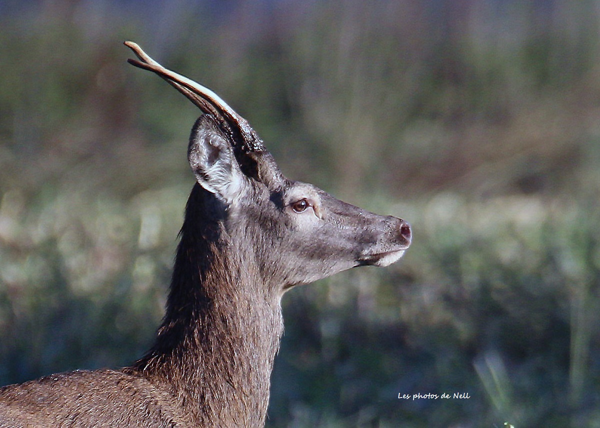 Daguet (cerf en sa deuxième année).