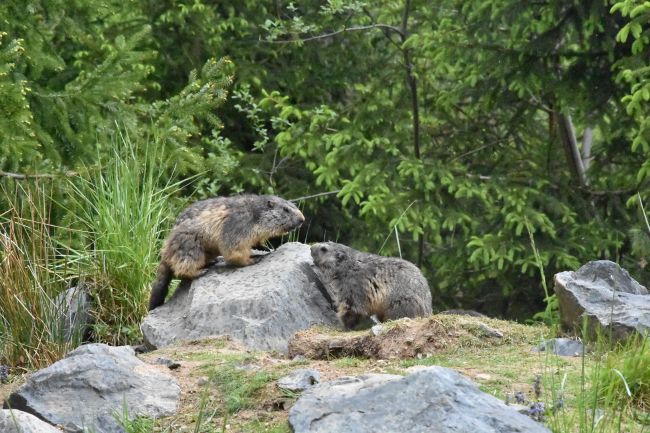 Marmottes des Alpes