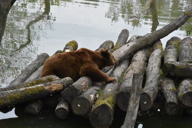 Ours brun sur des rondins de bois