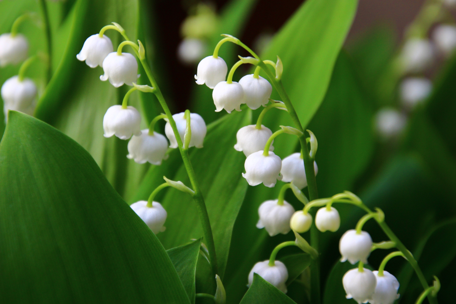 vente-muguet-havre-1er-mai-2018-AdobeStock.jpeg